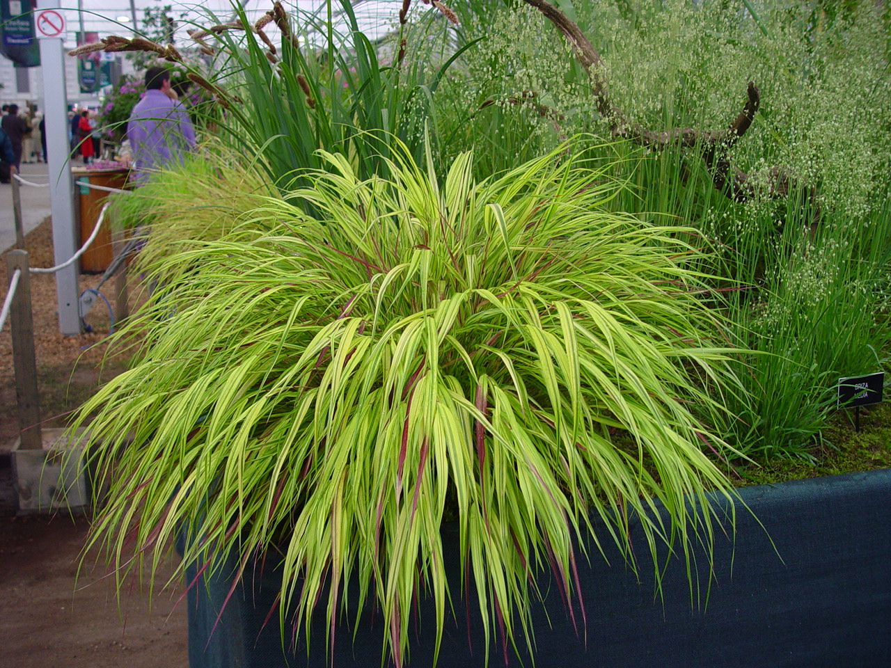 Hakonechloa macra 'Aureola'